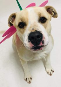 Pending Adoption...Poppy is 2 years old. She enjoys a leisurely walk followed by a little nap. She loves to play with her squeaky toys. She is happy to share her home with another dog or be the one and only, no cats though. She is house trained, crate trained, spayed, vaccinated and micro chipped.