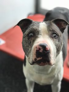 Bollo is an approximate 10 -12 year old. He does have a visual impairment but can see shadows and light and gets around well. He is good with other dogs and loves people. He enjoys his walks and being loved on. Bollo is bonded with Ava who is his seeing eye dog. Bollo needs to be adopted with Ava. He is house trained, potty trained.