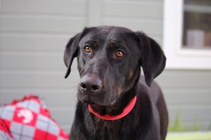 Gunner is 10 - 12 months old. He is an active guy and still very much a puppy. He is learning to walk nicely on leash, at this time he still pulls. He enjoys playing with other dogs and playing by himself with his toys.