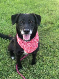 Lassie is approximately 8 years young. She is a delightful dog to be around. So well mannered. She loves children and enjoys playing with other dogs. She is house trained and walks really well on leash. She also knows her basic commands.