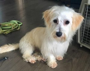 Cindy has just arrived and isn′t available for adoption yet.