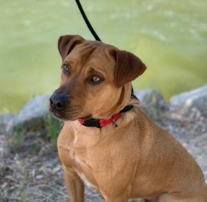 Pending adoption...Leo is 2 years old. He loves his human and bonds deeply. He is good with other dogs with the proper introduction. He can be leash reactive on walks and is working with a trainer on this. His ideal home would be an active one. He is house trained, potty trained, neutered, up to date on vaccines.