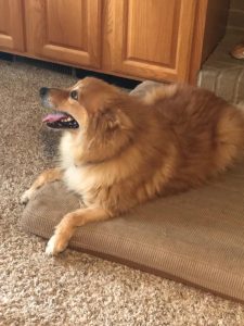 Luka just arrived and isn′t available for adoption yet.