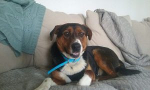 Rocky is about 1 1/2 years old and weighs approx 60 lbs. He bonds very quickly to his human. Rocky needs an experienced dog person for an adopter. His ideal home would be with someone who isn′t away for extended periods of time, maybe someone who works at home, or could come home at lunch. He likes to be active and is good with the other dogs in his foster home. He is leash reactive to dogs on walks. He is house trained, vaccinated, neutered, micro chipped.