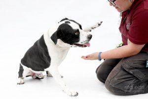 Cowboy is approximately 3 years old. He is very sweet and enjoys being with his human and offering his paw in return for some loving. He is good with dogs and enjoys doggie daycare. He is allergic to chicken so will need to be on a chicken free diet. He is potty trained, crate trained, up to date on vaccines, neutered. Great in the car, loves his walks.