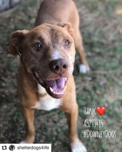 Hank is approximately 6 years old. He is a mellow guy but still has some spunk when he plays with his dog friends. He enjoys being around his human and would do best in a home where his human is either retired, or works from home. No cats for this boy.