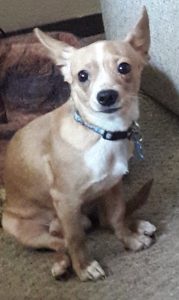 Roo is approximately 1 years old. He came to us from a hoarding situation. He was very scared at first but has come out of his shell. He enjoys the company of other dogs and snuggling. He is still a little unsure of strangers at first, but with a little patience he is your best friend. He is doing great with his potty training and will whine when he needs to go outside.