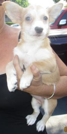 Not available for adoption until mid October. NOT accepting applications.