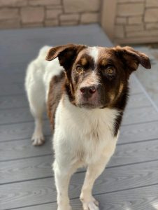 Kodi is a 1 1/2 year old boy. He has a medium to high energy level, loves to play and run. He is dog friendly, house trained, crate trained. He is good with other dogs and enjoys doggy daycare. He does have a skink condition he takes medication for that costs approximately $20 month.