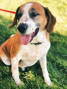 Arlo is a sweetheart. He is about 7 years old. His owner died and he found himself homeless. He is a gentle guy and good with other dogs. Good on leash. He would be awesome with an active retired couple. Would enjoy a nice fenced in back yard. He enjoys chewing his bone, going on walks, running in the back yard.