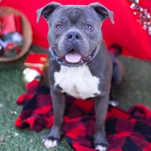 Dodger is approximately 2 years old and is so soft to pet. He has a real zest for life which is infectious. He loves to play, run and hike. Dodger needs an active owner who will walk daily, or jog or hike. He needs a fully fenced yard so he can run and play fetch. He knows sit, down, come. When he is not playing he loves to lounge around or lick your ears. He loves traveling in the car and will quietly look out the window while you drive.