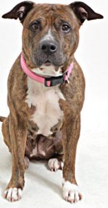 Molly is 4 years old and an affectionate girl. She is a very vocal dog and will carry on a conversation with you if she wants something or she just thinks you want to chat. She loves to play fetch and will drop the ball directly at your feet then bark 3 times to tell you to throw it again. She enjoy walks, playing with toys and playing with other dogs. She is very vocal when she plays and needs an owner that understands this is normal for her breed and not aggressive. She is spayed, vaccinated and micro chipped.