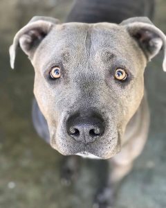Shadow is approximately 5 years old. He is a very mellow fellow. He is dog friendly. He enjoys laying in the sun, going for walks, and playing in the yard. He is good on a car ride and is crate trained. He knows how to use the doggy door to go outside to potty. He enjoys doggy daycare.