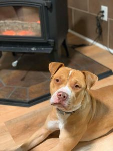 Lenny is not available for adoption yet.