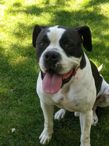Groucho is available for foster to adopt. Groucho is a very happy 3 year old. He is potty trained and good with other dogs. He would be happy in a home with another dog or as an only dog. No cats. Groucho loves his walks and to play. When Groucho plays with his human he can get very excited and mouthy. He is foster to adopt so we can offer training to the family with this less than desirable trait. His ideal family would be active, no young children, with a fenced yard.