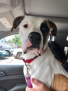 Aries is 2 years old. He is a gentle giant. Loves to play fetch. Good with dogs and children. He is a big boy at 95lbs and needs to put on some weight.