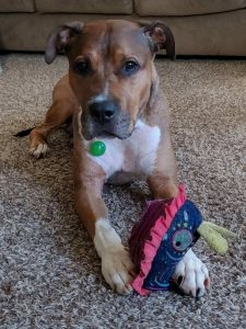 Charlie is approximately 5 years old and approximately 60 lbs. He is great in the home and is house trained. He enjoys going on walks and runs. He is however leash reactive and working with a trainer to remedy this. He is available for foster to adopt so our trainer can continue to work with him in his new home.