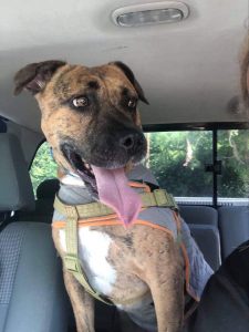 Mac is approximately 2 years old. He is looking for a foster to adopt home. He is working with one of our trainers on his fears. He was used as a bait dog but amazingly enjoys all dogs. He is great in the home with his 3 fur foster siblings but scared when he goes out into the world. We are working on walking him in different areas to help with his fears.