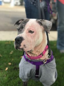 Ruby is receiving medical care and not available for adoption at this time.