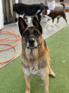 Albert is available for foster to adopt or adoption. He is 6 years old and weighs 92 lbs. He is very easy going and gentle. He is good with other dogs and potty trained. His ideal owner would be active and enjoy hiking, long walks or a gentle jog. Albert can get a little obsessed with playing fetch and will do it for hours if you are up to it.