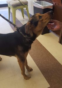 Athena recently arrived to rescue. We are getting to know her and she isn′t available for adoption yet